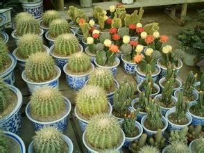 綠植基地