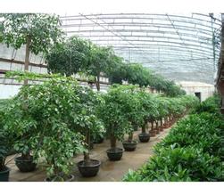綠植基地