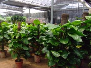 綠植基地