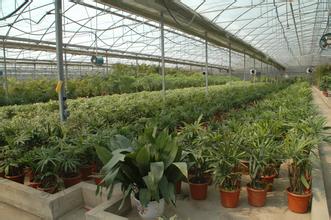 綠植基地